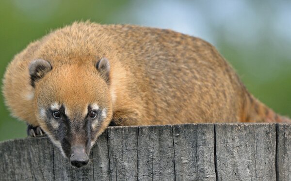 Nasenbär im Tiergarten Delitzsch, Foto: Christian Maurer