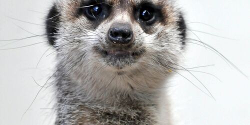 Erdmännchen im Tiergarten Delitzsch, Foto: Christian Maurer