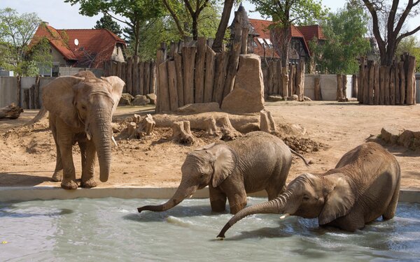 Zoo Halle/Steffen Schellhorn