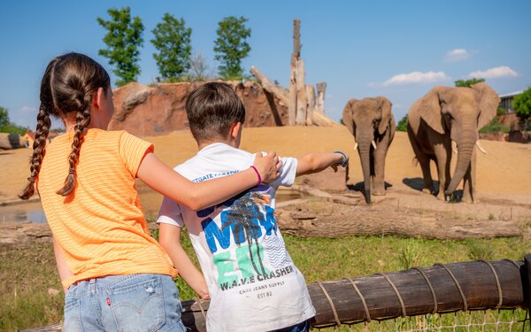 Afrikanische Elefanten im Zoo Magdeburg, Foto: Andreas Lander