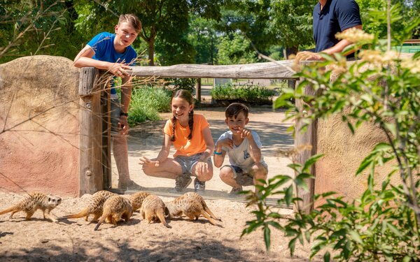 Bei den Erdmännchen im Zoo Magdeburg, Foto: Andreas Lander