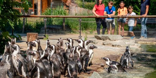 Die Brillenpinguinen im Zoo Magdeburg, Foto: Andreas Lander