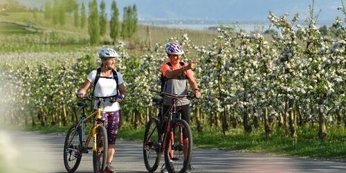 Villen, Wasser, Weinberge am Lindauer Bodensee