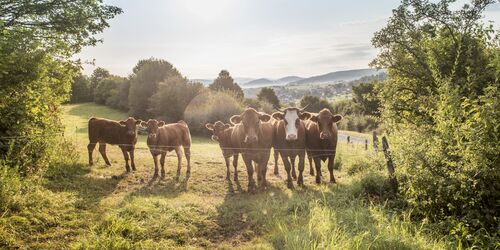 Im Spessart am Ursprung der Kinzig