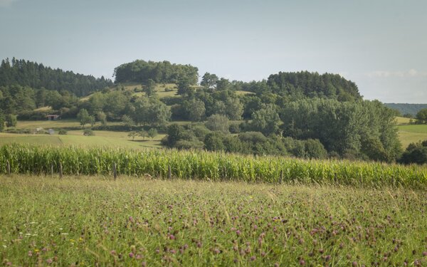 Blick auf die Stephanskuppe, Foto: Spessart Tourismus und Marketing GmbH