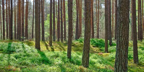 Waldbaden im Trassenheider Küstenwald, Foto: Martin Flögel