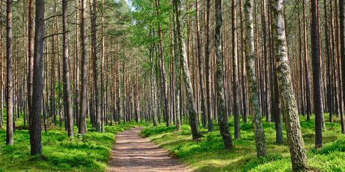 Waldbaden im Trassenheider Küstenwald, Foto: Martin Flögel