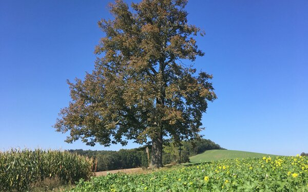 Cunnersdorfer Linde, Foto: Stadt Glashütte