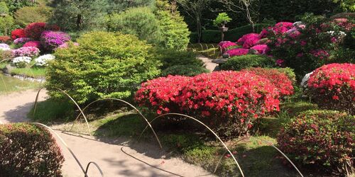 Blühende Azaleen im Japanischen Bonsaigarten Ferch, Foto: Kultur- und Tourismusamt