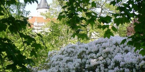 Rhododendren im Schlosspark Wiesenburg, Foto: Helga Holz