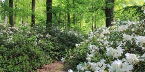 Rhododendren im Schlosspark Wiesenburg, Foto: Bansen/Wittig