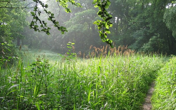 Ostufer vom Baalensee , Foto: Stadt Fürstenberg/Havel, Lizenz: Stadt Fürstenberg/Havel