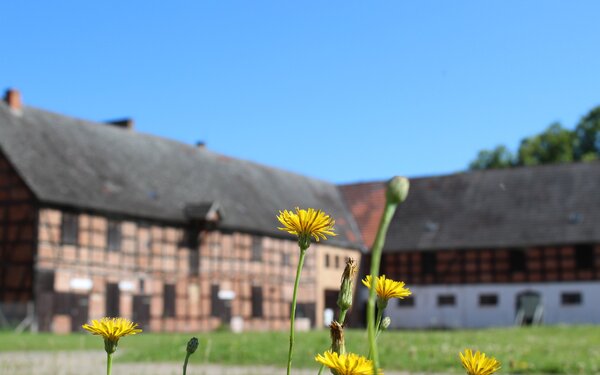 blumen-vor-der-schlossanlage-autor-tvv-bock tvv-bock