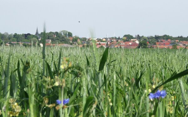 Blick auf Schönfeld  Gemeinde Schönfeld