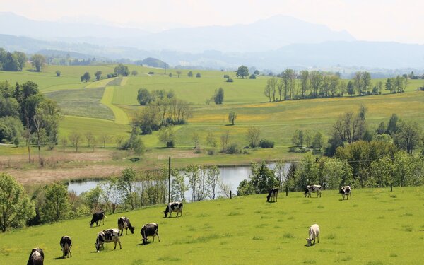 Blick Richtung Bachtelweiher und Allgäuer Alpen, Foto: Hilarmont