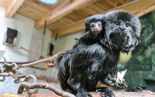 Springtamarine, Foto: Lisa Krautschick, Lizenz: Tierpark Wittenberg