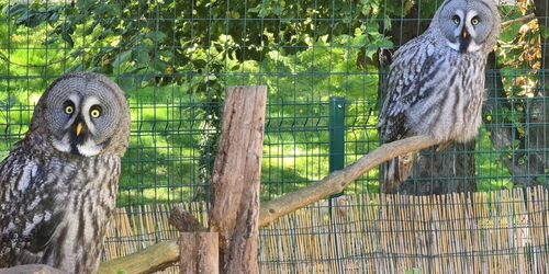 Bartkauze, Foto: Lisa Krautschick, Lizenz: Tierpark Wittenberg