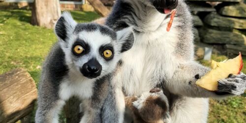 Kattas, Foto: Lisa Krautschick, Lizenz: Tierpark Wittenberg