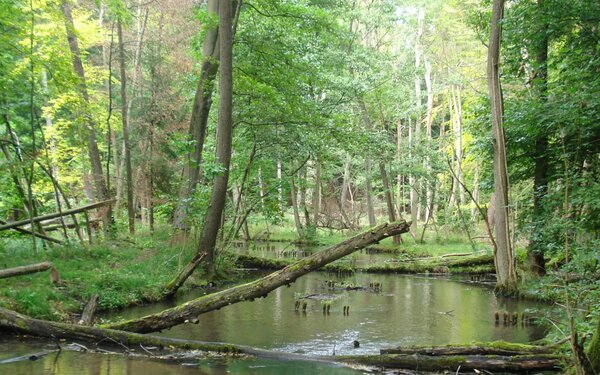 Landschaft im Schwärzetal, Foto: TMB-Fotoarchiv/Matthias Schäfer