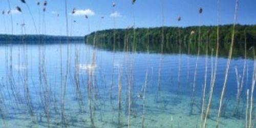 Stechlinsee - Schilfgürtel, Foto: Tourismusverein Fürstenberger Seenland e.V.