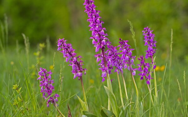 Wilde Orchideen (Geflecktes Knabenkraut), Foto: pixabay.com