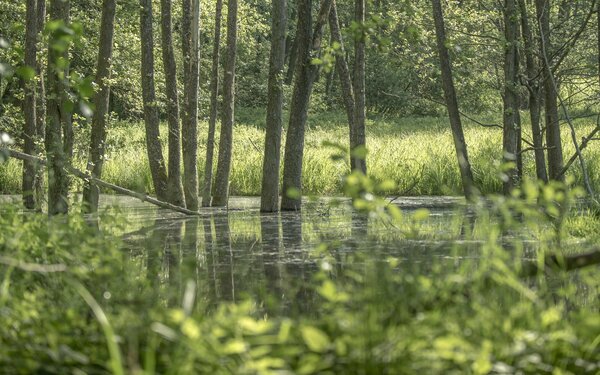 Willingsgrundweiher, Foto: Spessart Tourismus und Marketing GmbH