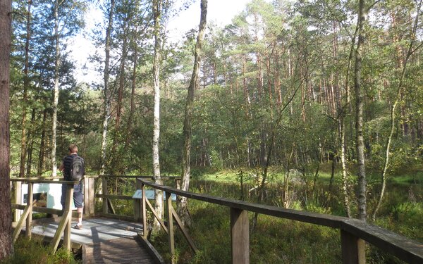 Lichter Birken- und Kiefernwald am Großen Barschsee, Foto: terra press Berlin