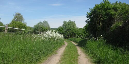 Weg zur Badestelle, Foto: Anet Hoppe