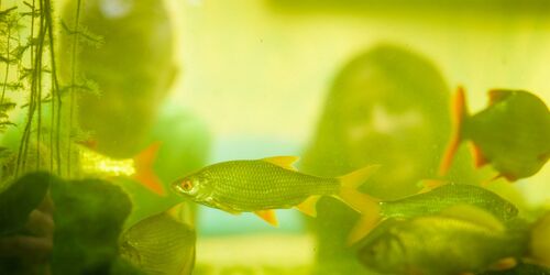 Aquarium im NaturParkHaus Stechlin in Menz, Foto: André Wirsig, Lizenz: REGiO-Nord mbH