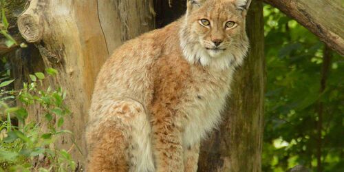 Tierpark Eilenburg