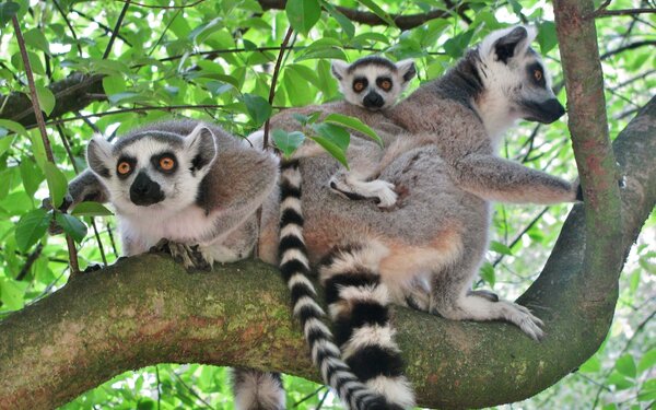 Kattas in den Bäumen  Zoologischer Garten Eberswalde