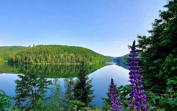 Junimorgen an der Ködeltalsperre, Foto: Tourismusverband Oberes Rodachtal e.V.