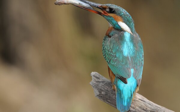 Eisvogel, Foto: Friedhelm Richter