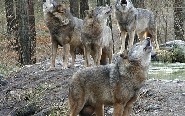 Das Wolfsrudel streift durch das Unterholz und stimmt zum großen Heulkonzert an, Foto: Wildpark MV