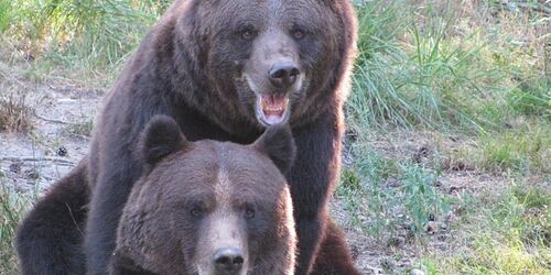 Die Braunbären Fred und Frode gehören zu den Besucherlieblingen , Foto: Wildpark MV