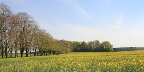 Der ehemalige Weinberg Klein Glien ist heute bewaldet. , Foto: Bansen/Wittig