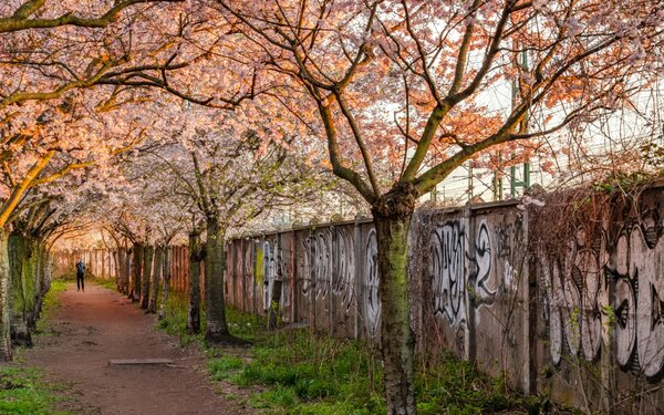 Mauerweg und Kirschblüte, Foto: Dagmar Schwelle, Lizenz: visitBerlin