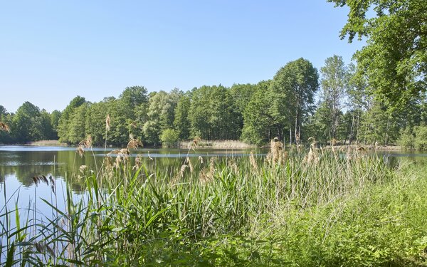 Naturschutzgebiet Teichlandschaft Buchwäldchen-Muckwar  Boris Aehnelt