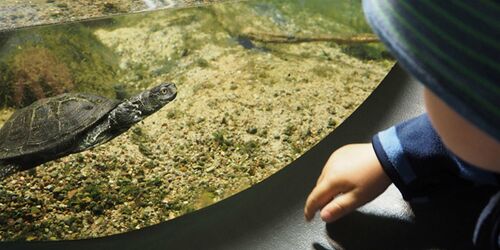 Seltene Begegnungen - die europäische Sumpfschildkröte im Müritzeum - ehemals heimisch bei uns., Foto: Familie Blankl