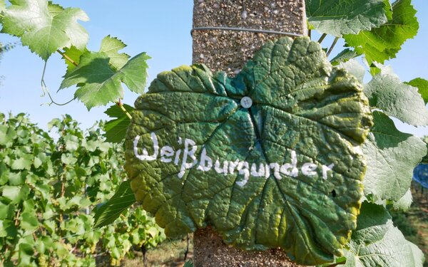 Weingut Patke, Foto: Angelika Laslo, Lizenz: Seenland Oder-Spree