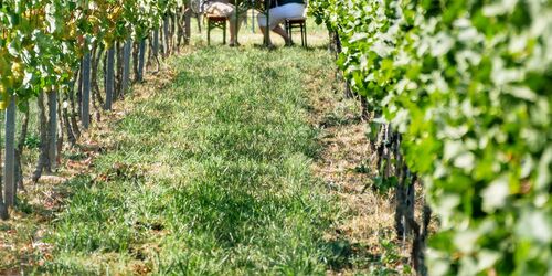 Weingut Patke, Foto: Angelika Laslo, Lizenz: Seenland Oder-Spree