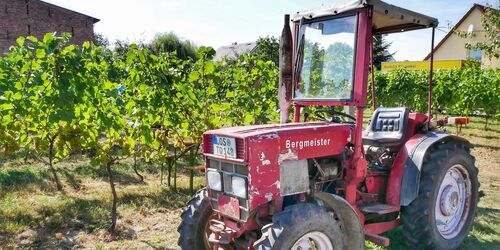 Weingut Patke, Foto: Angelika Laslo, Lizenz: Seenland Oder-Spree