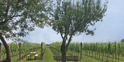 Foto: Weingut Patke, Foto: Weingut Patke