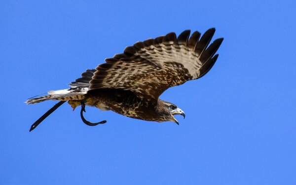 Mäusebussard, Foto: Pixabay/Christels