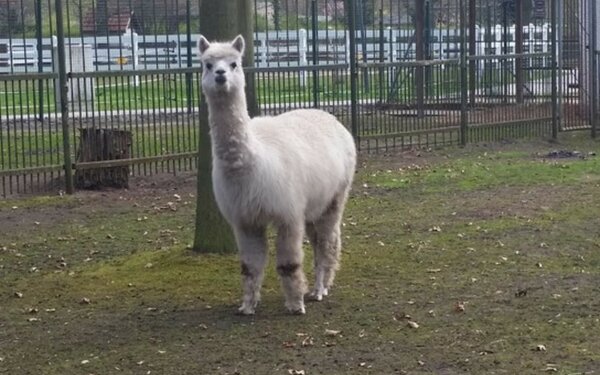 Alpaka im Heimattierpark Luckenwalde, Foto: Tierpark Luckenwalde