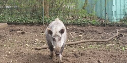 Wildschwein im Heimattierpark Luckenwalde, Foto: Tierpark Luckenwalde, Lizenz: Tierpark Luckenwalde