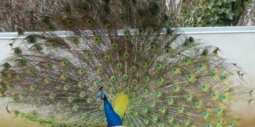 Pfau im Heimattierpark Luckenwalde, Foto: Tierpark Luckenwalde, Lizenz: Tierpark Luckenwalde