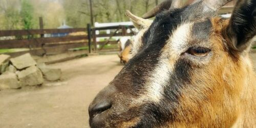 Streichelzoo im Heimattierpark Luckenwalde, Foto: Tierpark Luckenwalde, Lizenz: Tierpark Luckenwalde