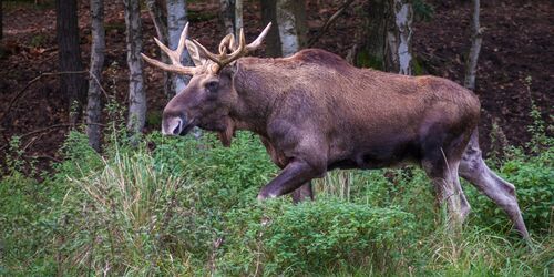 Zu wilden Tieren und einem Jagdschloss