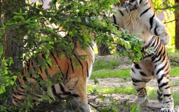 Zoologischer Garten Eberswalde - Sibirische Tiger, Foto: Rainer Schluttig